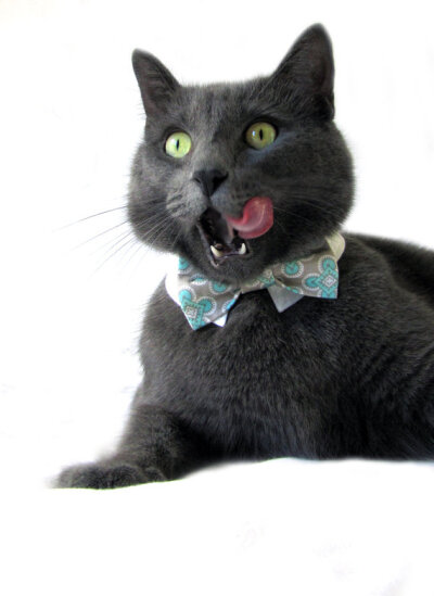 Cat in Bow Tie