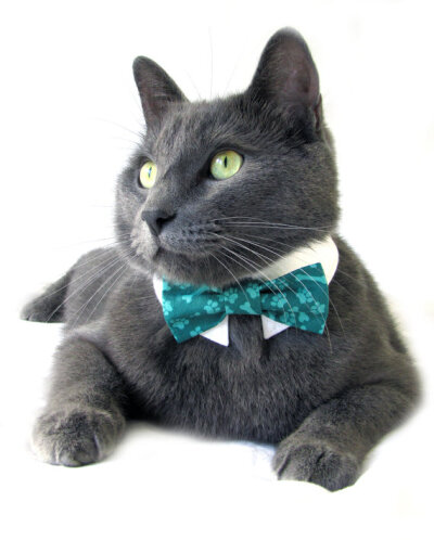 Cat in Bow Tie