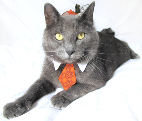 Cat in Necktie