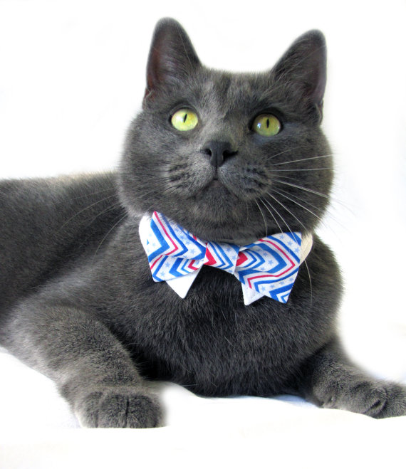 Cat in Bow Tie