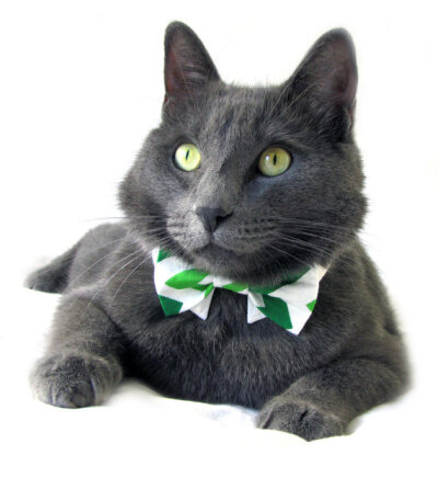 Cat in Bow Tie