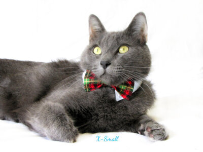 Cat in Bow Tie