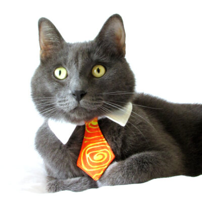 Cat in Necktie