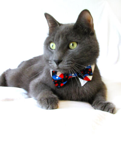 Cat in Bow Tie