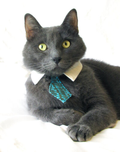 Cat in Necktie