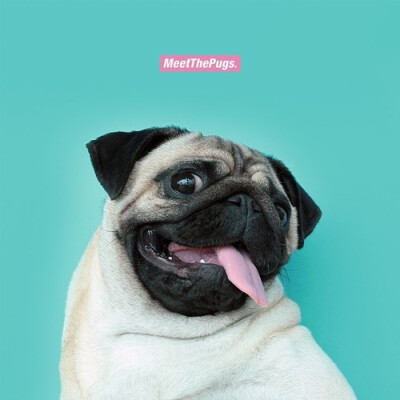 Meet The Pug - Loulou