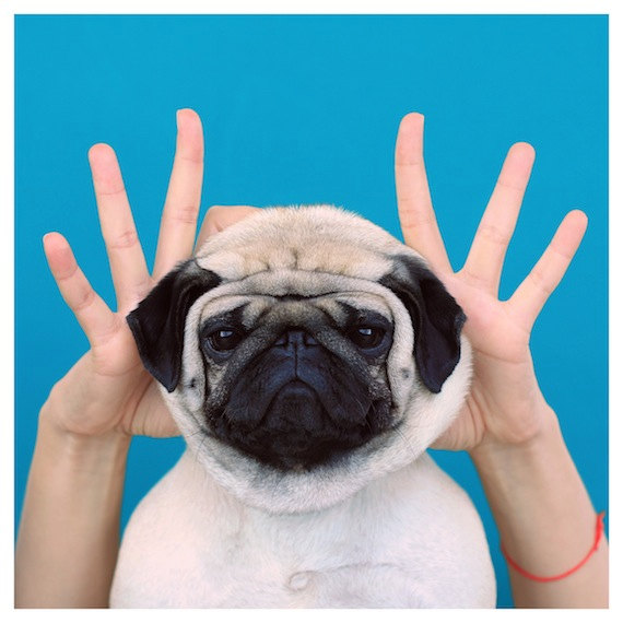 Meet The Pug - Loulou
