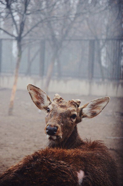 iPhone 6 壁纸 ©squirreldiaries