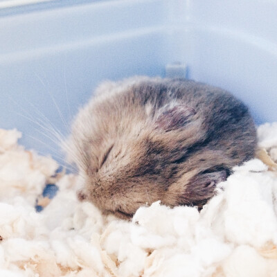 仓鼠 萌萌 睡 可爱 小动物 ©squirreldiaries