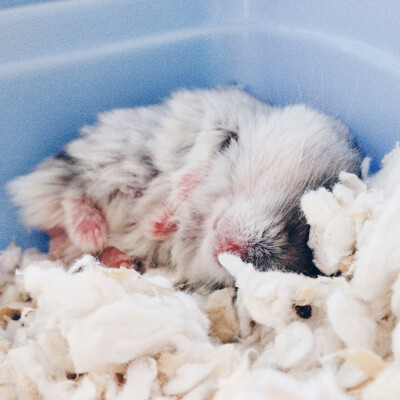 仓鼠 萌萌 睡 可爱小动物 ©squirreldiaries