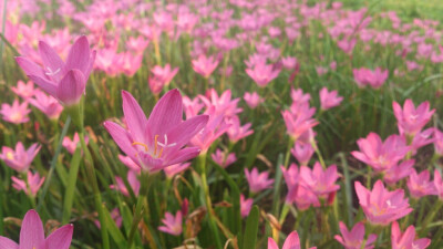 风雨花