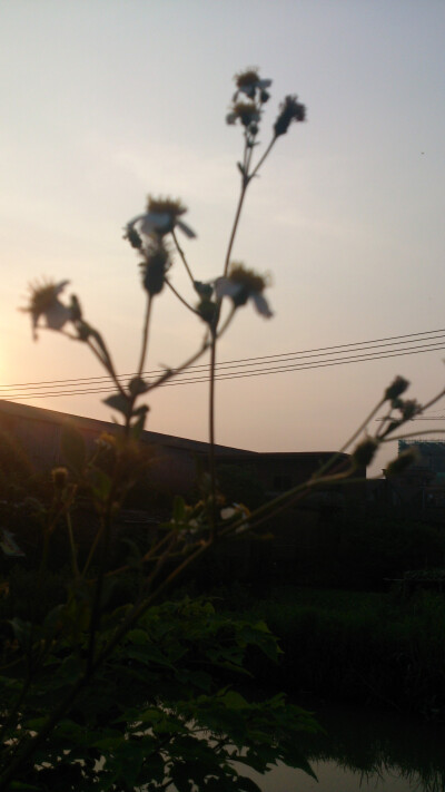 好像是白花鬼针草吧