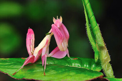 Pink Orchid Mantis（粉色兰花螳螂），保护色如此美丽