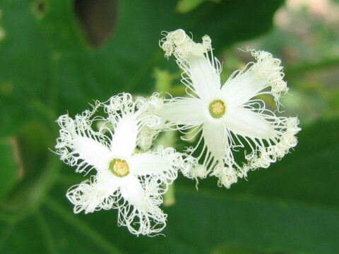 栝楼 Trichosanthes kirilowii ，葫芦科栝楼属，产辽宁、华北、华东、中南、陕西、甘肃、四川、贵州和云南，但在其自然分布区内、外，广为栽培，也分布于朝鲜、日本、越南和老挝。花冠多裂造型奇特。