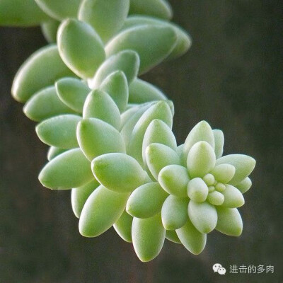 玉缀、新玉缀？傻傻分不清楚！