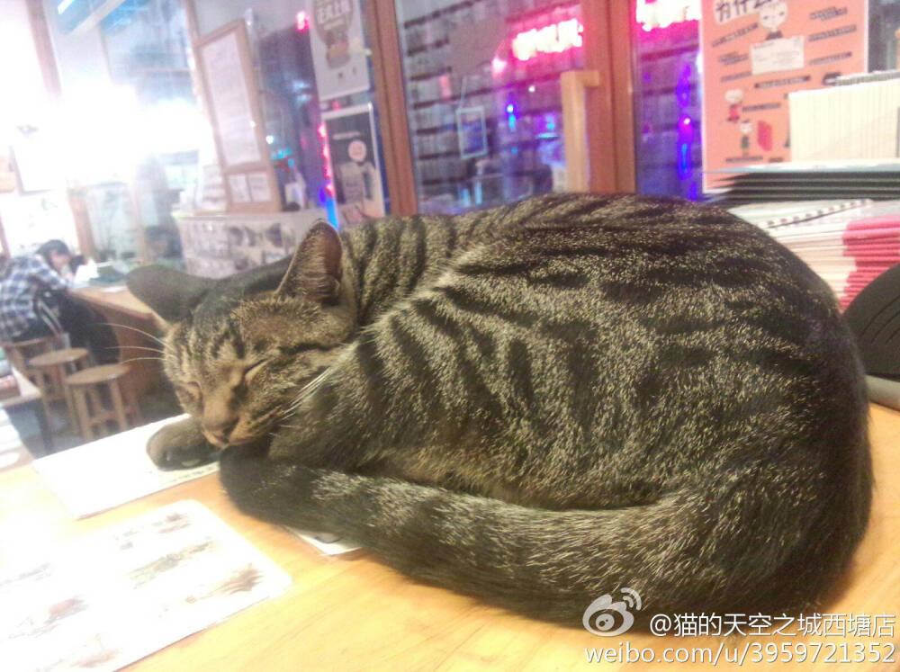 猫空西塘店的黑色狸花猫