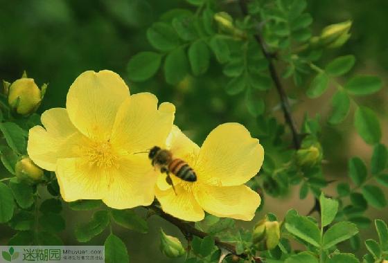 蔷薇花什么时候开本文由迷糊园花卉植物主题交友社区[www.mihuyuan.com]整理发布)原文地址：http://www.mihuyuan.com/guidedetail_1415606505252896.shtml