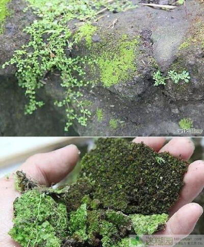 苔藓植物成为新的街头艺术帮手 (本文由迷糊园花卉植物主题交友社区[www.mihuyuan.com]整理发布)原文地址：http://www.mihuyuan.com/advisorydetail_1413520257437894.shtml