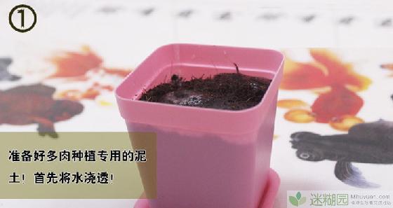 碧光环如何播种(本文由迷糊园花卉植物主题交友社区[www.mihuyuan.com]整理发布)原文地址：http://www.mihuyuan.com/guidedetail_1415673008549309.shtml