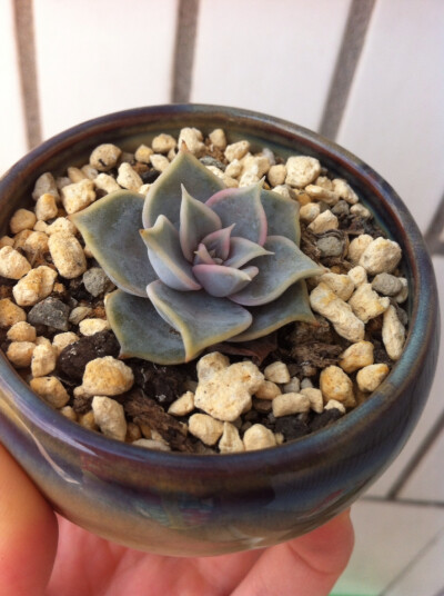 。多肉植物。14.11.20 丽娜莲太小，还看不出变化，不过颜色还是有一点点不一样了