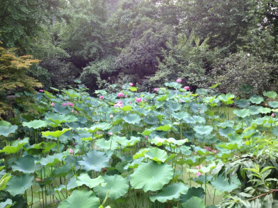 锦里～满塘荷花～