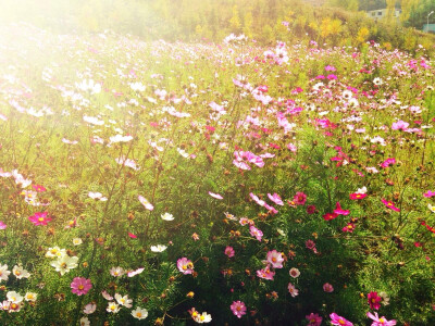 格桑花