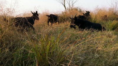 每一只都是那么可爱