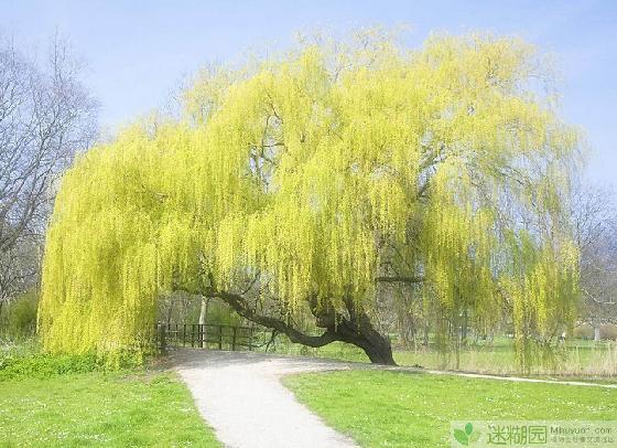 能“预测”天气的植物(本文由迷糊园花卉植物主题交友社区[www.mihuyuan.com]整理发布)原文地址：