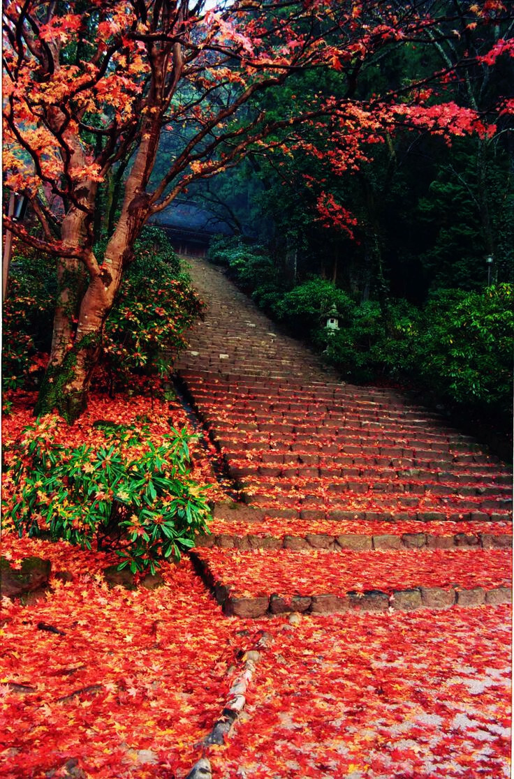 Murouji Temple, Nara, Japan（by Yoshihiro Miyagawa）。日本奈良县葛城市当麻寺。由圣德太子（7世纪初的著名皇族）之弟于612年建立的万法藏院移建到现在的所在地而成的寺庙，这是日本唯一一所仍然保留有建于奈良时代（710年〜794年）的三重塔中的东塔和西塔的寺庙。当麻寺内，有供奉曼陀罗（描绘觉悟世界诸佛、菩萨和神的图画）的本堂和公元8世纪的建筑物三重塔。关于曼陀罗，有一个讲述“中将姬”将莲丝染上颜色，编织极乐净土的动人的传说。另外，位于当麻寺北侧的石光寺以院内种有400种、7000多棵牡丹树而闻名，4月至5月牡丹花盛开时，前来参拜的游览。