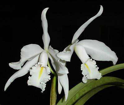 卡特兰属 Cattleya ，卡特兰原种 Cattleya maxima var. alba 'konnigin sylva' 。