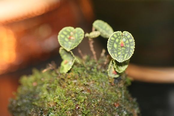 丽斑兰属 Lepanthes ，Lepanthes calodictyon ，原产哥伦比亚西部和厄瓜多尔，附生在云雾林的树上。一年之中随时开花，花很小，单朵花8mm宽。