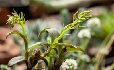 石斛属 Dendrobium ，单莛草石斛 Dendrobium porphyrochilum ，草叶组 Dendrobium Sect. Stachyobium 的又一大奇葩，分布于广东云南，株型和勐海石斛差不多大但是花序比勐海石斛长得多，花不是全绿的，唇瓣带赭色。…