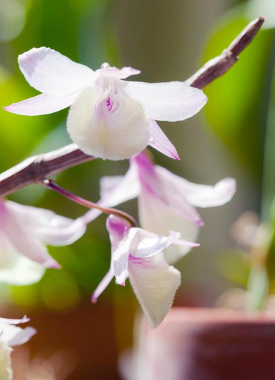 石斛属 Dendrobium ，兜唇石斛 Dendrobium aphyllum ，一般被称为天宫石斛，隶属于石斛组 Dendrobium sect. Dendrobium ，花量很大（虽然花序不大），开花时能开很长很长一大串，开花最壮观也是最皮实的石斛组成员之…