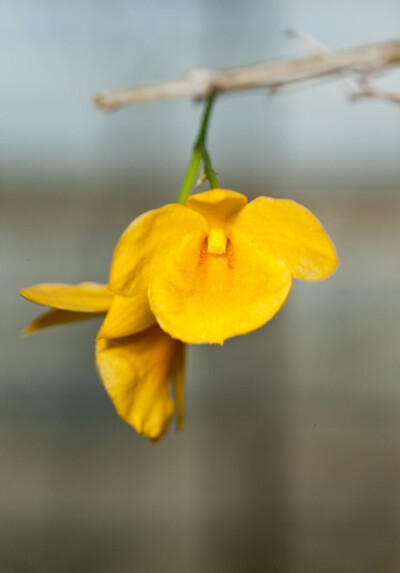 石斛属 Dendrobium ，黄花石斛 Dendrobium dixanthum ，隶属于寡花组Dendrobium sect. Holochrysa ，原产我国，开花时几乎看不到两枚侧萼片，唇瓣显得大的吓人，很可爱的一款石斛。