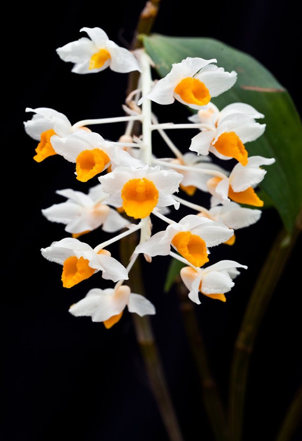 石斛属 Dendrobium ，球花石斛Dendrobium thyrsiflorum ，隶属于顶叶组 Dendrobium sect. Densiflora ，很经典的一种石斛，花瓣像水晶一样剔透、精致而圣洁，唇瓣像鸭蛋黄一样似乎有黄油溢出，花型宛如水仙，花期快结束时开始变得香气浓郁。