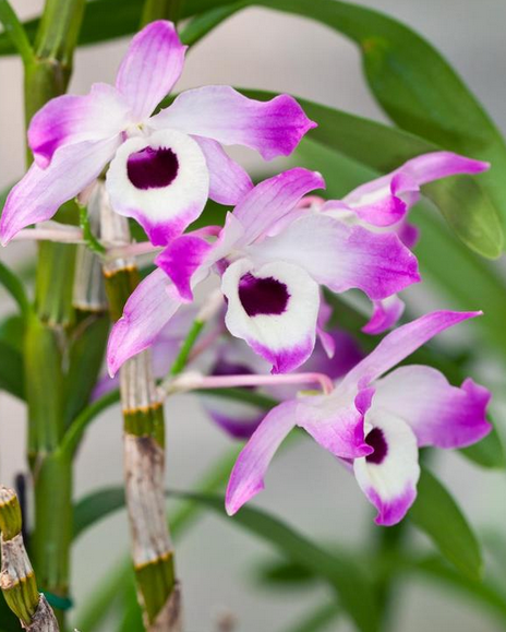 石斛属 Dendrobium ，石斛 Dendrobium nobile ，隶属石斛组 Dendrobium sect. Dendrobium（老系统里中国有36种，新系统里不仅全世界的种数减为57种中国也只剩下27种。此组的成员经过杂交育种形成数不清的品种系列，由于大部分在冬末春初开花所以被称为春石斛），它是石斛属的属长，是最常用的春石斛杂交亲本，也是最常见的石斛之一。民间为了区别一般称作金钗石斛。