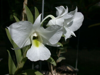 石斛属 Dendrobium ，舒茲石斛 Dendrobium schuetzei 。舒茲石斛栖息于菲律宾，有着芳香（其实并不是每个个体都香）而雪白的花朵，在唇瓣上有着绿、紫色的斑纹，花径可达九点五公分。