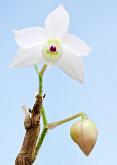 石斛属 Dendrobium ，重唇石斛（半白化个体） Dendrobium hercoglossum ，隶属于瘦轴组 Dendrobium sect. Breviflora 。