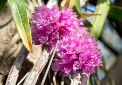 石斛属 Dendrobium ，紫花石斛 Dendrobium purpureum ，隶属距囊组 Dendrobium sect. Pedilonum ，原产于新几内亚。喜凉爽的多花种，花团极为醒目。