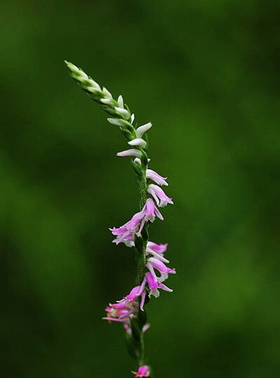 绶草属 Spiranthes ，绶草 Spiranthes sinensis 。