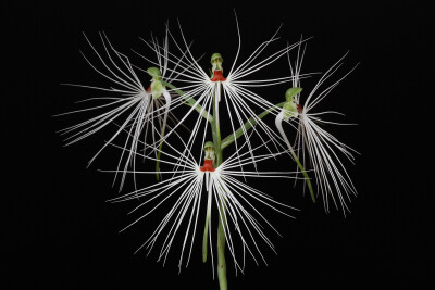 玉凤花属 Habenaria ，美杜莎玉凤花 Habenaria medusa 。