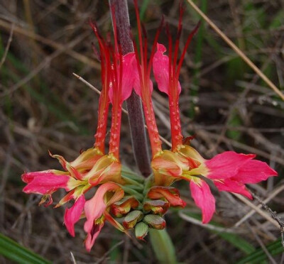 狒狒草属 Babiana ，狒狒草 Babiana ringens ，产于南非的球根植物。此属植物特化了花和茎的结构，花开在接近地面的位置并从花序中间伸出一根又长又漂亮的茎，让鸟儿能停在茎上将鸟喙伸入花中授粉。