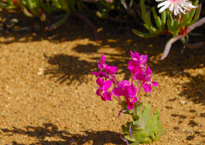 长管鸢尾属（拉培疏属） Lapeirousia ，石竹长管鸢尾 Lapeirousia silenoides 。