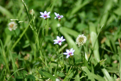 庭菖蒲属 Sisyrinchium ，庭菖蒲 Sisyrinchium rosulatum 。