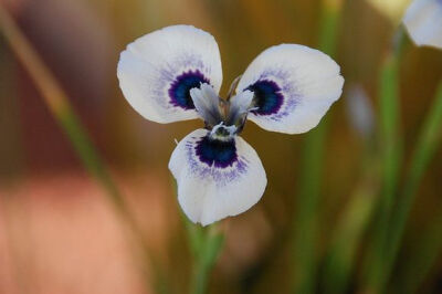 肖鸢尾属 Moraea ，蓝眼肖鸢尾 Moraea aristata 。