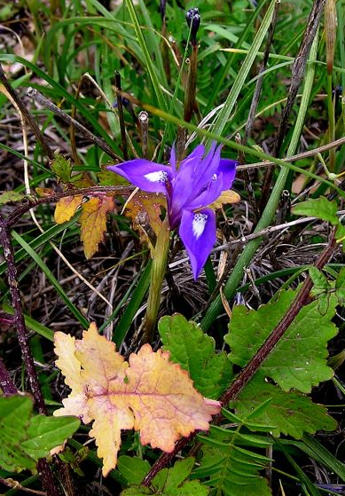 肖鸢尾属 Moraea ，Moraea sisyrinchium ，原阴阳兰属 Gynandriris ，已经被肖鸢尾属 Moraea 吞并。