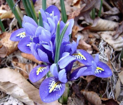 鸢尾属 Iris ，Iris reticulata 'Harmony' 。