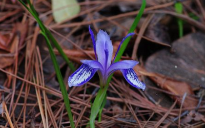 鸢属尾 Iris ，矮紫苞鸢尾 Iris ruthenica var. nana 。