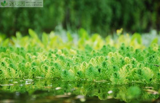 劲爆 研究证实植物可以吃(本文由迷糊园花卉植物主题交友社区[www.mihuyuan.com]整理发布)原文地址：http://www.mihuyuan.com/advisorydetail_1414728896257134.shtml