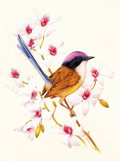 插画家Deidre Hunt笔下的水彩鸟儿，色彩鲜艳，姿态优美。栖息枝头的鸟儿们，与花朵相依偎。（共9张）@昕诺